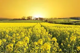 夏天来了，大堤上满眼的绿色，真的是让人心情舒畅图片