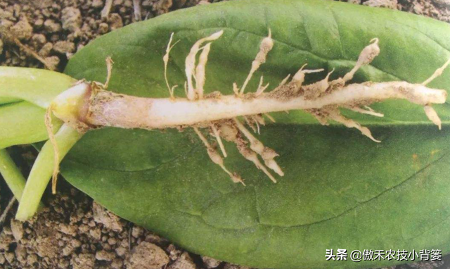 作物药物灌根防治病害效果差？学会这10个用药技巧效果能翻倍