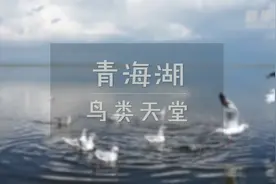 青海湖：鸟类天堂图片