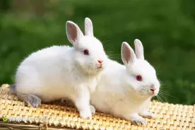 我的养兔趣事图片
