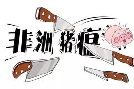非瘟清除计划——非洲猪瘟早期检测与拔牙式精准清除图片