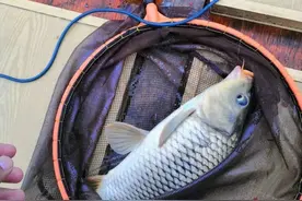 雨中垂钓，连番获大鲤，别有滋味儿图片