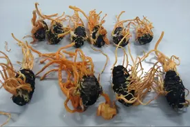 曾被热炒至每公斤16万元的“软黄金”，现少有人购买，因为啥？图片