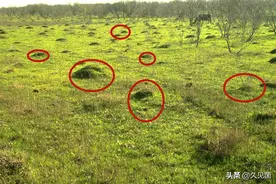 先侵美国、后占中国，已侵占南方12省，红火蚁为何主动攻击人？图片