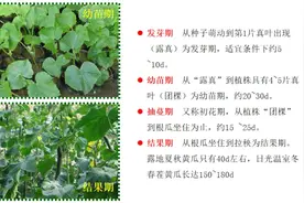 亲土讲堂 | 黄瓜栽培常见病虫害及防治图片