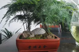 室内盆栽文竹，管理谨记"4点需求"，枝叶长得旺，观赏价值高图片