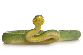 蛇头被砍下后还跳起来咬人，最长可存活4小时，杀伤力不亚于活体图片