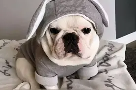 这7种“不耐寒”的狗狗，遇上低温天气时，主人要做好保暖工作图片