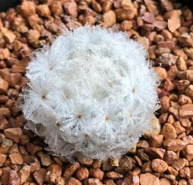 爷爷家的仙人球,一养就是10年,全身长满白毛自带萌感