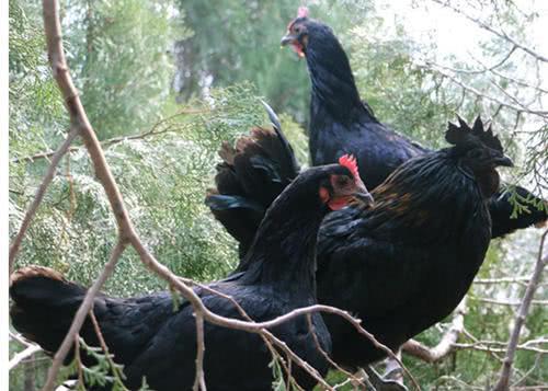 外国人怎么没有鸡皮肤