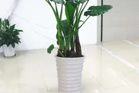 具有药用价值之“滴水观音”护理图片