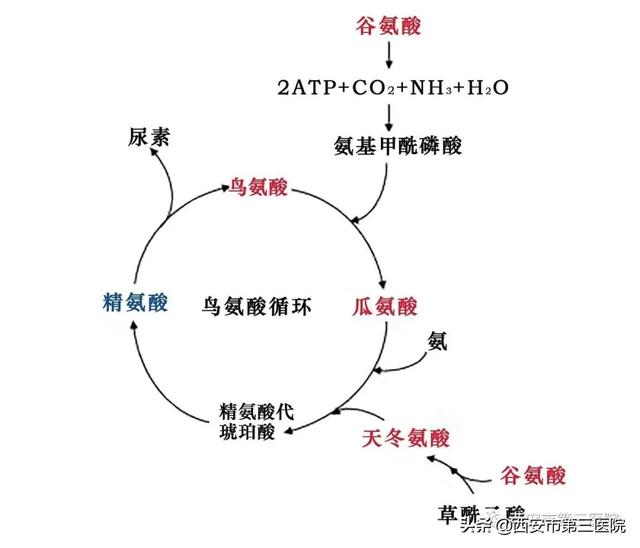 【利好消息】西安市第三医院开展氨基酸检测新项目