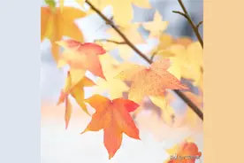 创城！他们蛮拼的图片