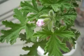 做好3细节，驱蚊草盆栽长得旺，不用花钱买驱蚊剂了图片