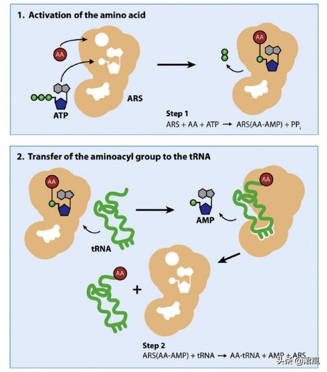 蛋白质翻译时如何确保选择正确的tRNA？