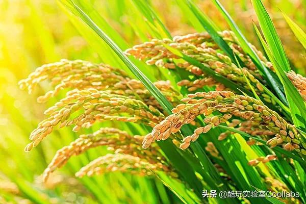 土豆到底能不能当饭吃？袁隆平生前是这么说的