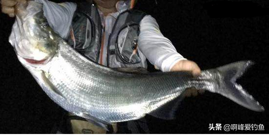 翘嘴鱼怎么去鱼鳞