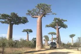 马达加斯加第四次延长国家卫生紧急状态图片