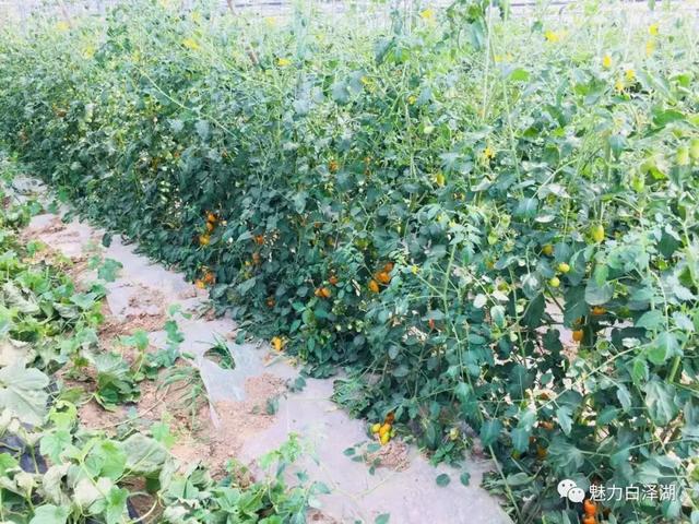 【文化节特辑】为期7天！6月1日-7日 2019·宜秀第三届龙舟文化节农耕体验精彩系列活动看过来！