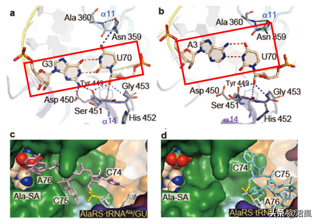 蛋白质翻译时如何确保选择正确的tRNA？