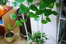 10种“有毒”的盆栽花卉，家里经常见，家有小孩的更要慎养图片