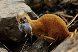 为何老人常说黄鼠狼不能杀？科学研究表明，原来是真的不能杀图片