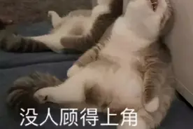“你的快递已被猪签收了？？”都是什么沙雕啊图片