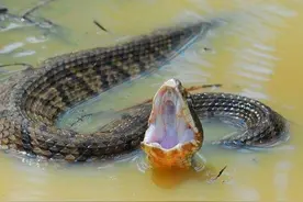 水蝮蛇称霸美国毒蛇界，它们吃完响尾蛇后，却沦为加州王蛇的食物图片