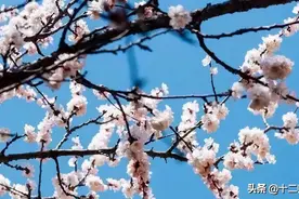 春的世界、花的海洋！兵团十二师二二一团第六届杏花节开幕啦！图片