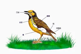 为什么大多数雄性动物的繁衍后代和排泄共用一个器官？图片