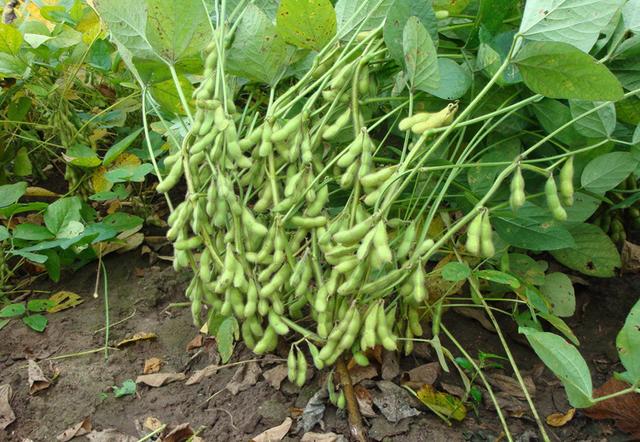 2 煮豆燃萁这里边的"莠"指:狗尾草,比喻坏人.