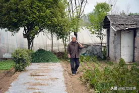 83岁大爷天天摘别人家蔬菜，称拉回家给鸡吃，看村民啥反应图片