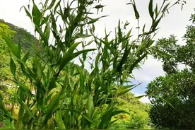 “世界禾本科植物之王”--薏苡「yì yǐ」图片