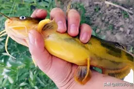 通体无鳞咕咕叫，从习性和食性双角度分析，浅谈如何春钓黄颡鱼图片