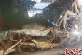 @衡阳吃货，秋风送爽，大闸蟹悄然露脸上市图片