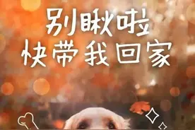 漯河城管队员抓到一只母狗后发现六只幼崽……图片
