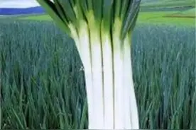 大葱生了地蛆怎么防治图片