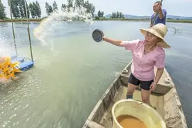 如何有效辨别鱼类的各种疾病，教您有效避免病急乱投医！图片