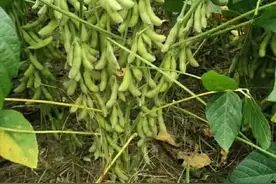 大豆开花结荚期，做好这几点，结荚多籽粒饱产量高图片
