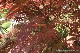 城春草木深，美景藏不住图片