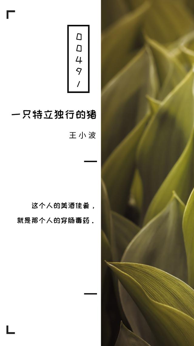 《一只特立独行的猪》十句经典句子