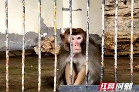 视频丨野生“猴哥”被湘潭和平动物园收养 曾是扰民“山大王”图片