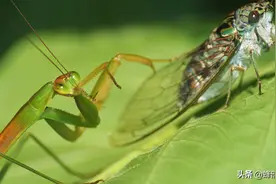 捕猎习性被古人写成拳谱，一只卖到300多元，螳螂变成宝贝了？图片