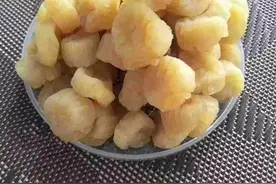 探秘长岛栉孔扇贝图片