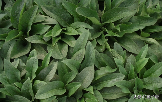 有关俄罗斯饲料菜畜牧价值，你想知道的都在这里了