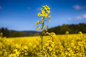 四月，等一场花开，念一人安暖图片