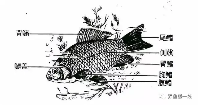 鱼鳞由什么组成