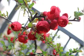 5种耐寒花卉，零下10度也能安全过冬，养起来省心又漂亮图片