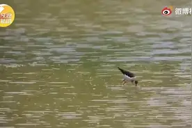 好可爱！西安浐灞湿地公园迎多只幼鸟宝宝图片