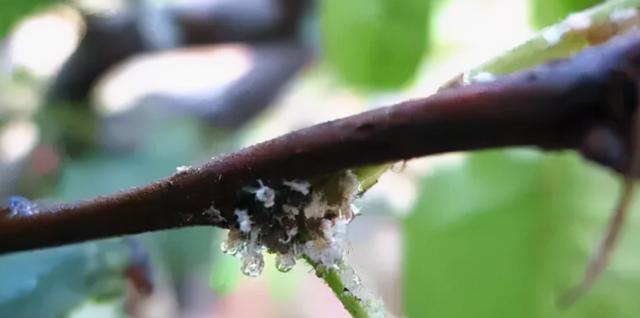 打药这个要注意，如果不注意的话，小心你打的药都白打